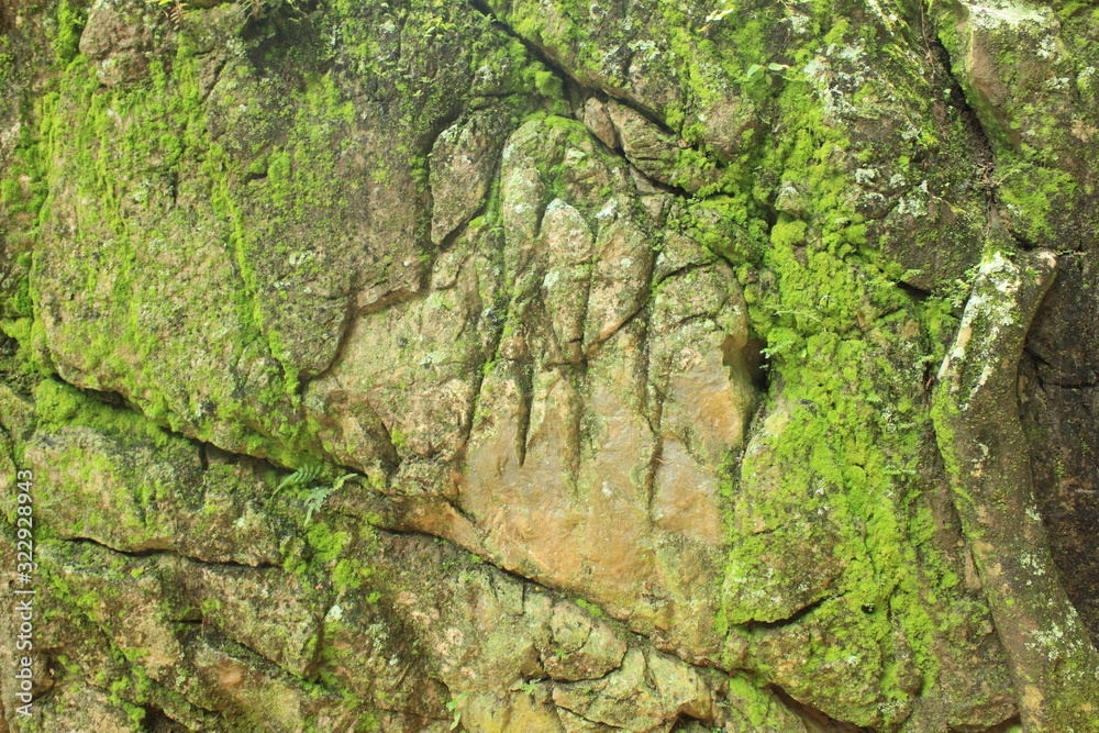 Passing of time concept. Pioneering lichen growth on bare rock crack
