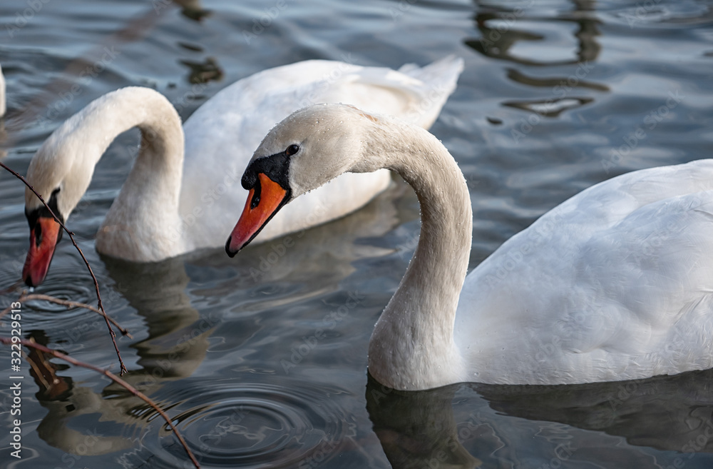 Obraz premium Schwan