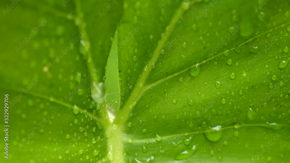 rain drops on tropical leaf with macro shot rain drops on tropical leaf with macro shot