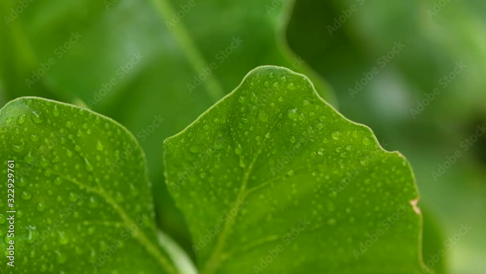 water drop on green leaf on bokeh background water drop on green leaf on bokeh background