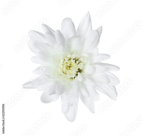 Beautiful tender chrysanthemum flower isolated on white