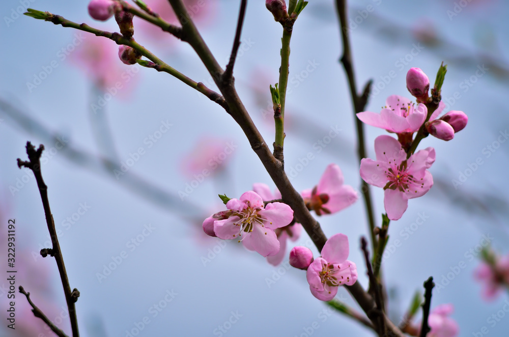 Close up of blooming apricot tree twig in spring with blurred background Close up of blooming apricot tree twig in spring with blurred background