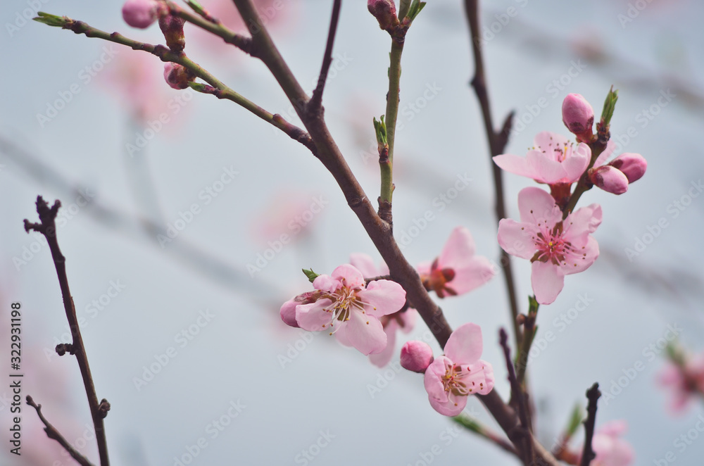 Close up of blooming apricot tree twig in spring with blurred background Close up of blooming apricot tree twig in spring with blurred background