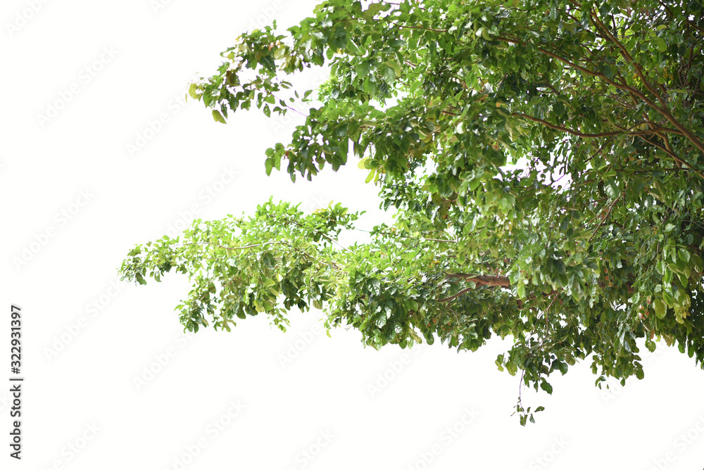 Leaves and green branches on a white background Leaves and green branches on a white background