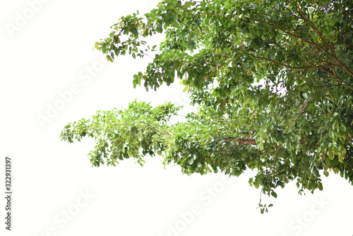  Leaves and green branches on a white background