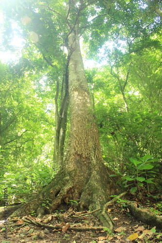 trees in enchanted forest, amazonia Brazil © Ellen