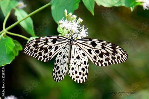 butterfly