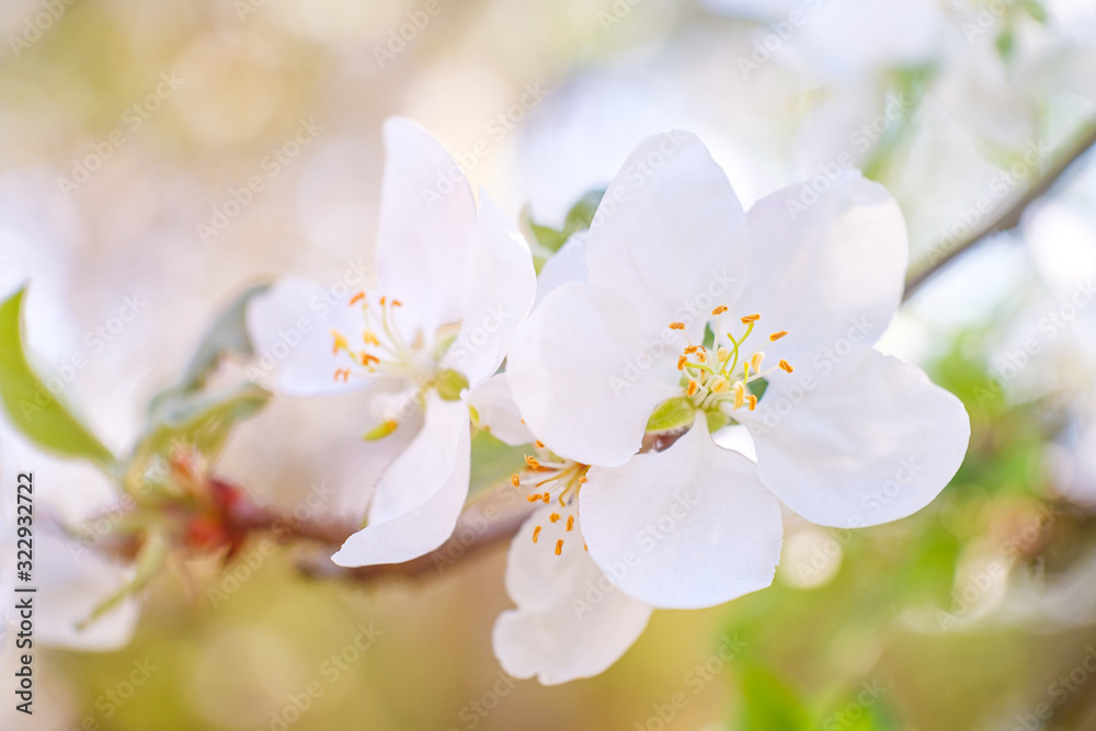 blooming apple tree in spring blooming apple tree in spring