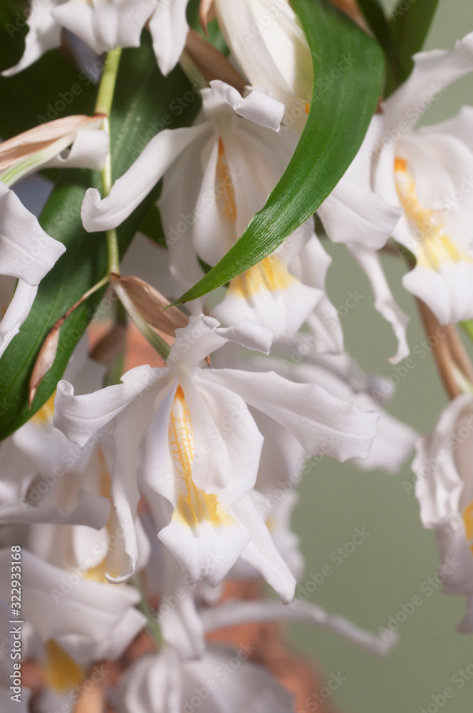 Flowers of Coelogyne cristata orchid Flowers of Coelogyne cristata orchid