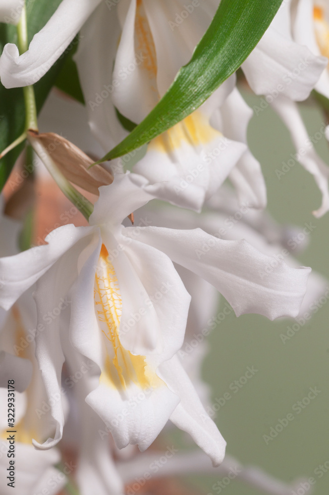 Flowers of Coelogyne cristata orchid Flowers of Coelogyne cristata orchid