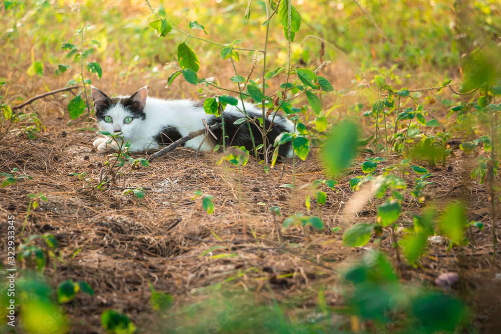 A stray cat is hunting in the forest, Chiang Mai A stray cat is hunting in the forest, Chiang Mai