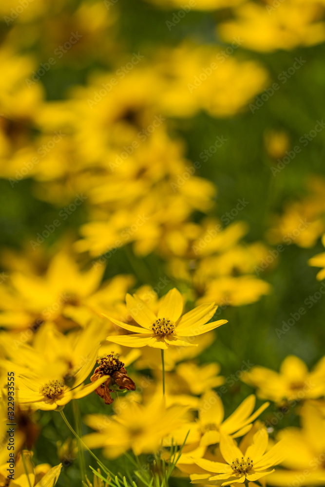 Blossoms of coneflowers (rudbeckia) in yellow and orange Blossoms of coneflowers (rudbeckia) in yellow and orange