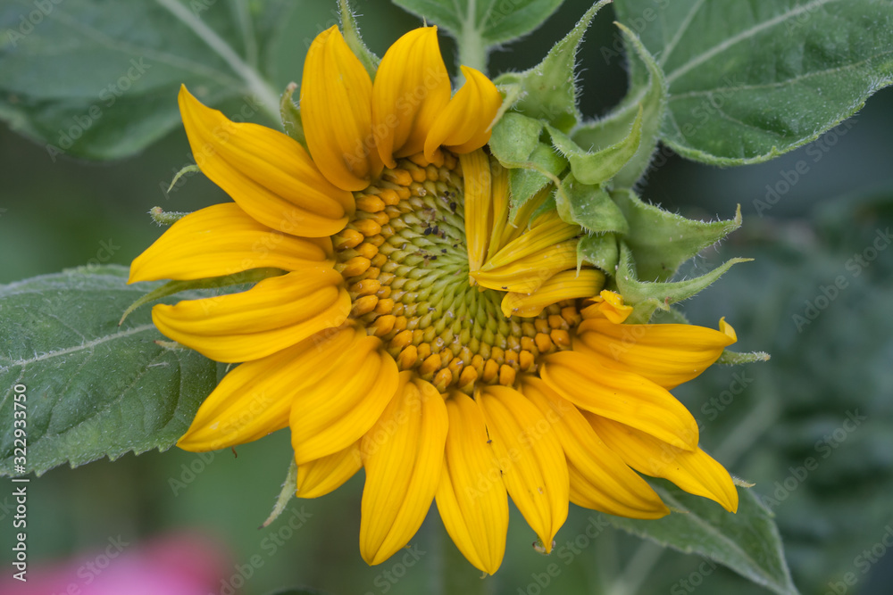 Fototapeta premium Close-up of a sunflower blossom