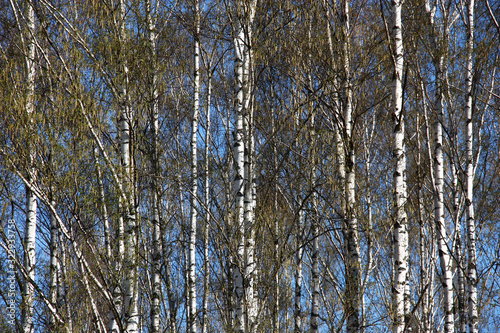 Spring. A bright sunny day. A birchwood. On branches there are ear rings and young green leaves. Between white trunks the blue sky is visible.