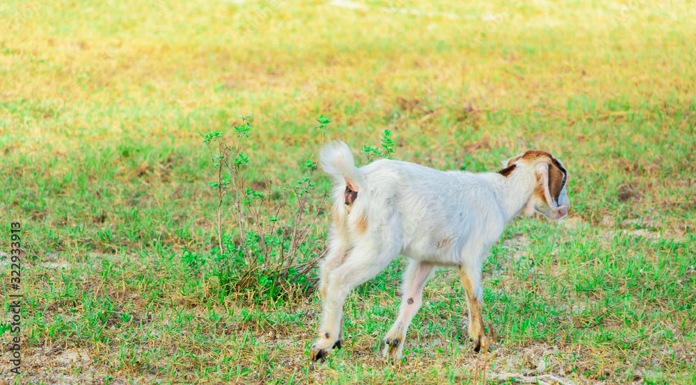 Fototapeta premium A young goat grazes in a meadow and smiling.