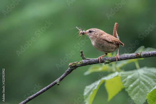 Winter Wren (Troglodytes troglodyte) on a branch in the forest of Noord Brabant in the Netherlands. Showing insect food in her mouth to feed her chicks, beautiful brown bird.