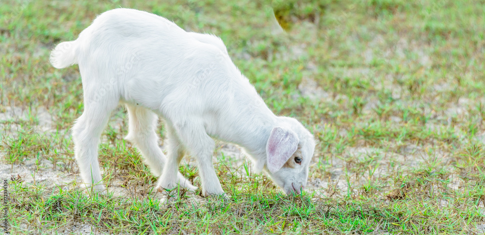 A young goat grazes in a meadow and smiling. A young goat grazes in a meadow and smiling.