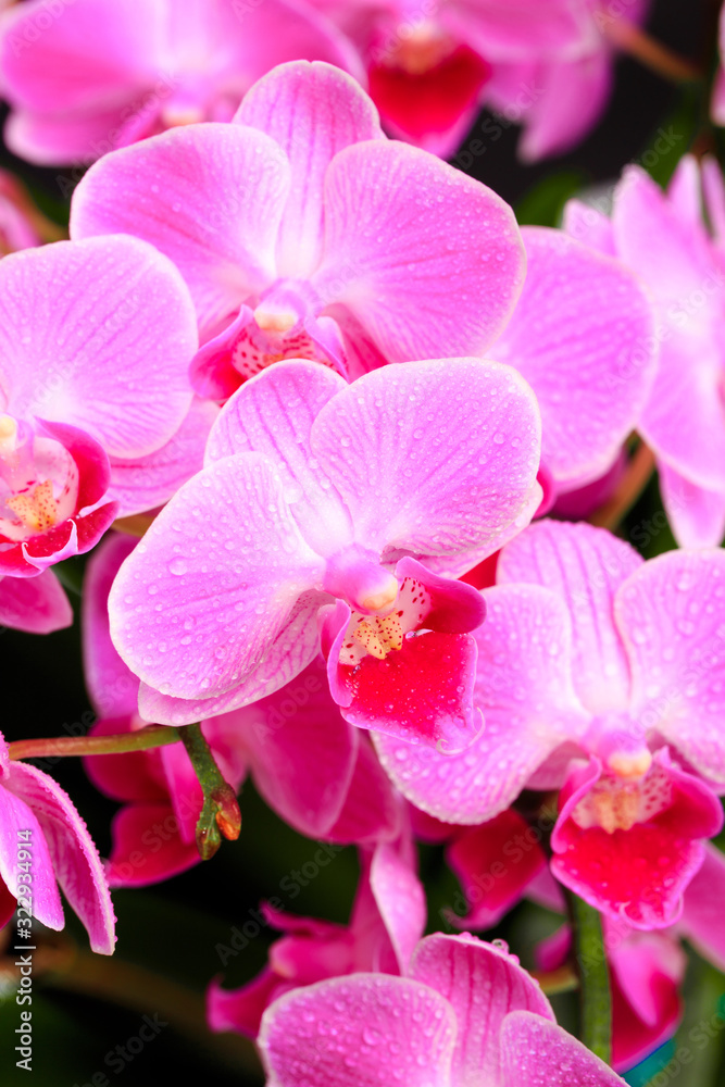 Pink orchid close up view on black background. - Image