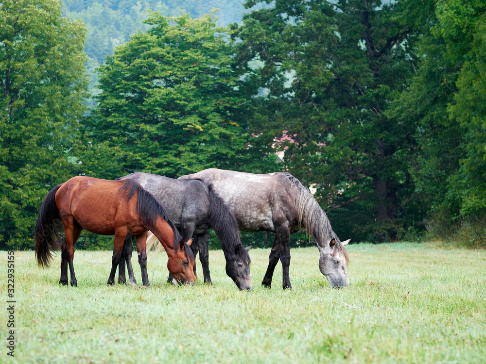 Horses grazing is green pasture