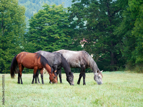 Horses grazing is green pasture