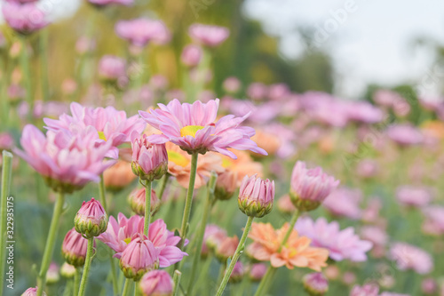 Beautiful sweet of pink chrysanthemum flower bloom in garden. © banphote