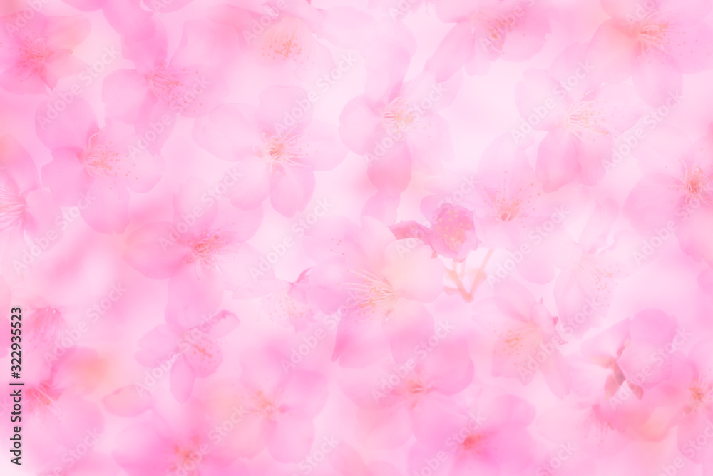 Cherry Blossom Spring image