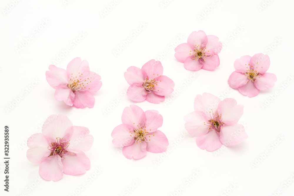 Cherry Blossoms White background