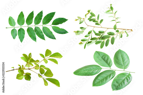 Set of green leaves on branch isolated on white background. Object with clipping path.