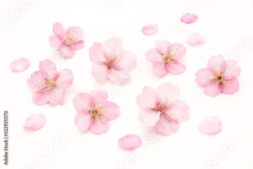 Fotobehang Cherry Blossoms White background