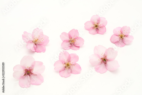 Cherry Blossoms White background