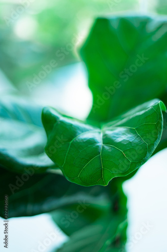 Fiddle fig, a popular housplants. Green plant with beautiful large leaves. photo