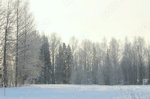 Winter snowy forest on gray cloudy sky background © Stanislav
