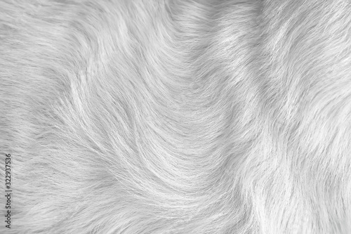 Photography Cat fur gray texture seamless patterns abstract , animal skin light bright short