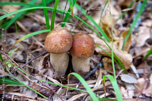 Mushroom family of boletus mushroom in the wild. Porcini mushroom grows on the forest floor at autumn season..