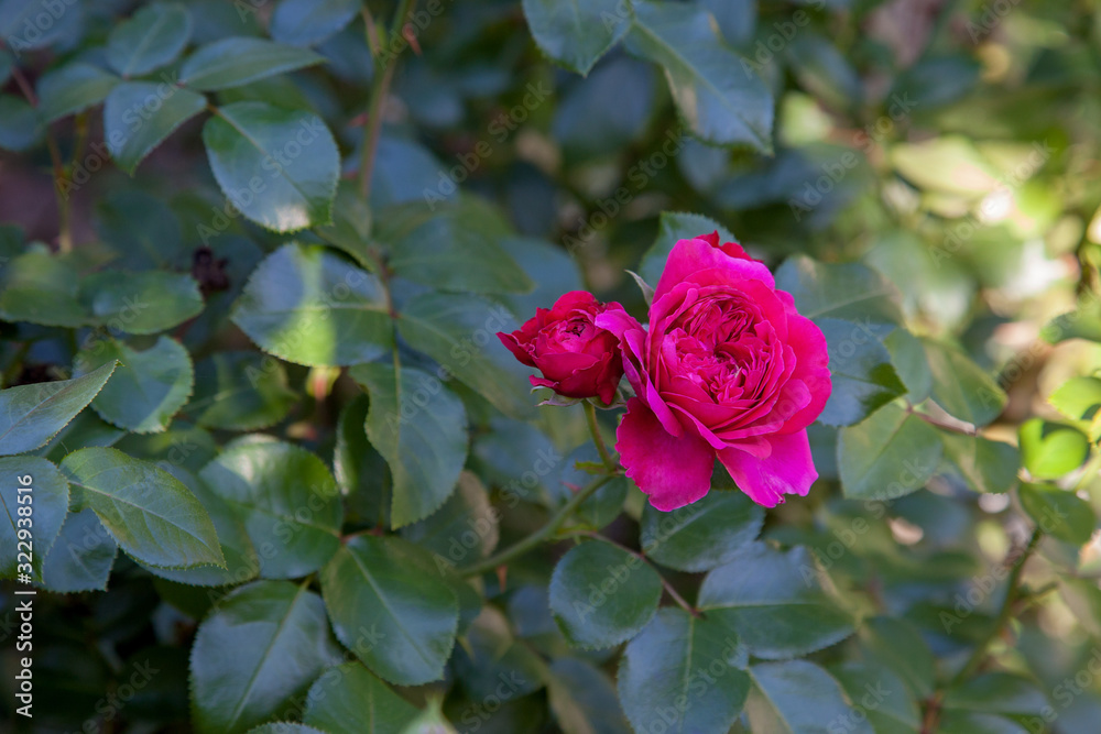 Beautiful rose bush growing in the garden. Beautiful rose bush growing in the garden.