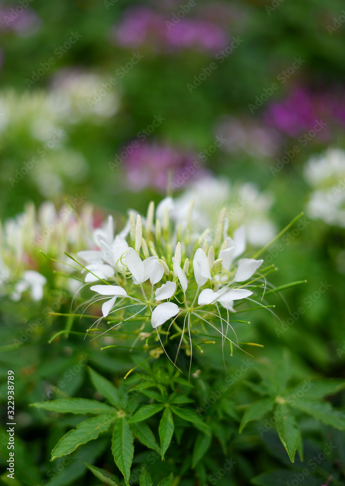 Flower of Cleome spinosa blossom close up shot Flower of Cleome spinosa blossom close up shot