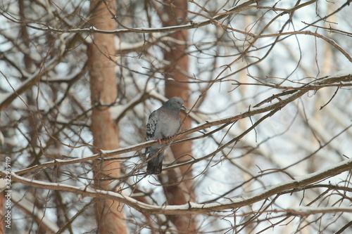 City pigeons sit on a pine branch. Urban wildlife. Beautiful animal