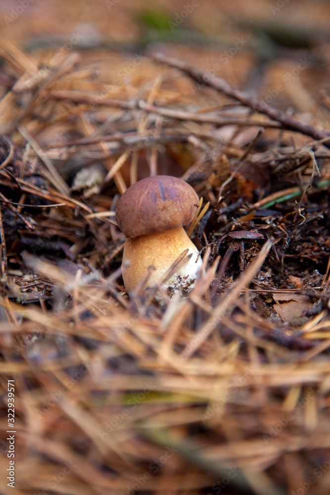 Imleria badia or Boletus badius commonly known as the bay bolete growing in pine tree forest.. Imleria badia or Boletus badius commonly known as the bay bolete growing in pine tree forest..
