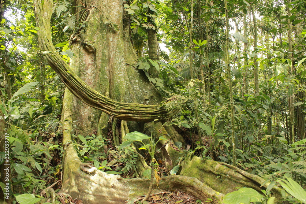 Naklejka premium Forest interior, Venezuela. Tree trunks carry nutrients between the forest floor and the canopy. View of tropical jungle with tallest tree and buttressed roots in the Henri Pittier National Park 