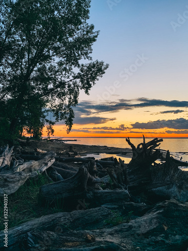 Shore at sunset, beached trees