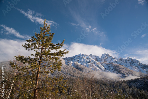 Forest on a snowy mountain