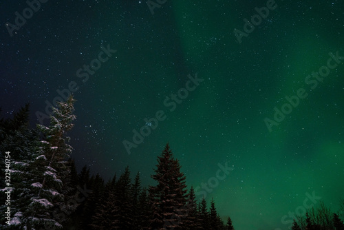 Fir trees and aurora lights in the sky. Arctic circle, norther Norway.