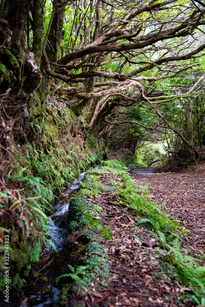 Fototapeta premium path in the forest photo wallpaper