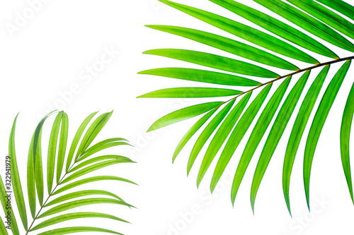tropical coconut leaf isolated on white background  summer background