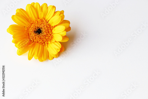 Beautiful yellow gerbera flower on the white background . The concept of summer, spring, holiday on March 8, mother's day.