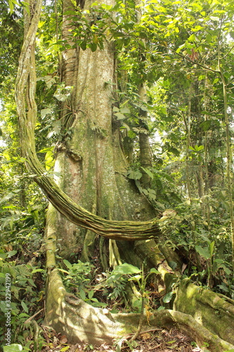 Forest interior, Venezuela. Tree trunks carry nutrients between the forest floor and the canopy. View of tropical jungle with tallest tree and buttressed roots in the Henri Pittier National Park  photo