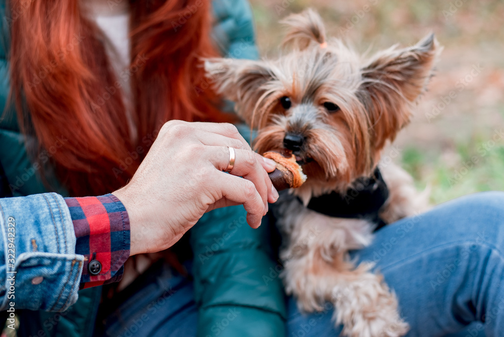 Yorkshire terrier in the owner's arms close-up beautiful bokeh Yorkshire terrier in the owner's arms close-up beautiful bokeh