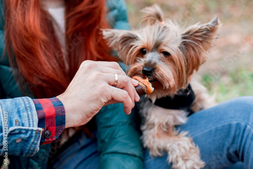 Yorkshire terrier in the owner's arms close-up beautiful bokeh