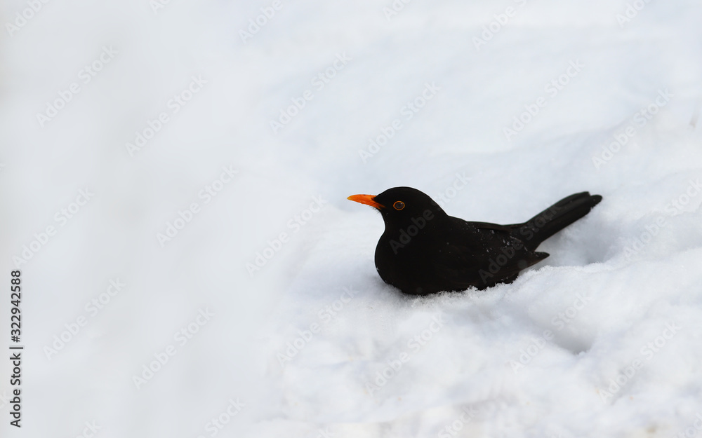 Blackbird bathing in clean and white in the snow... Blackbird bathing in clean and white in the snow...