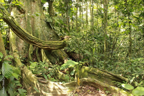 Forest interior, Venezuela. Tree trunks carry nutrients between the forest floor and the canopy. View of tropical jungle with tallest tree and buttressed roots in the Henri Pittier National Park  photo
